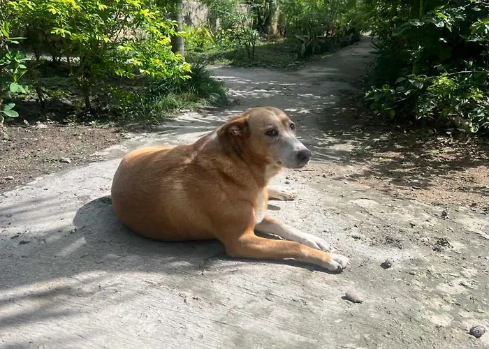 Negril Pet Friendly Hotels